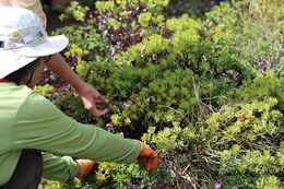 Image of Klamath manzanita