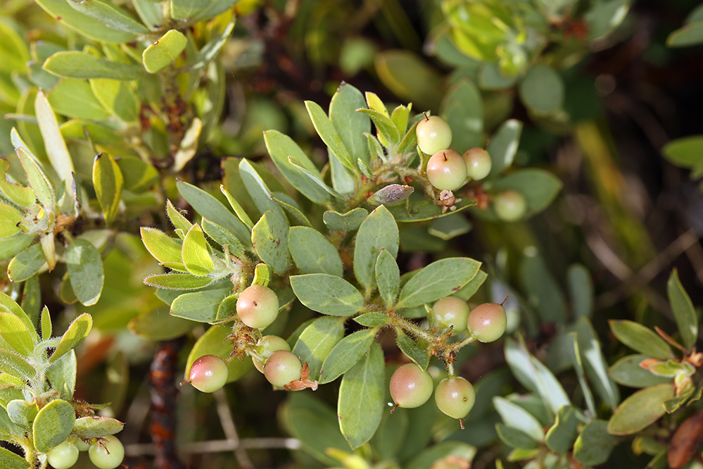 Image of Klamath manzanita