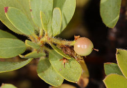 Image of Klamath manzanita