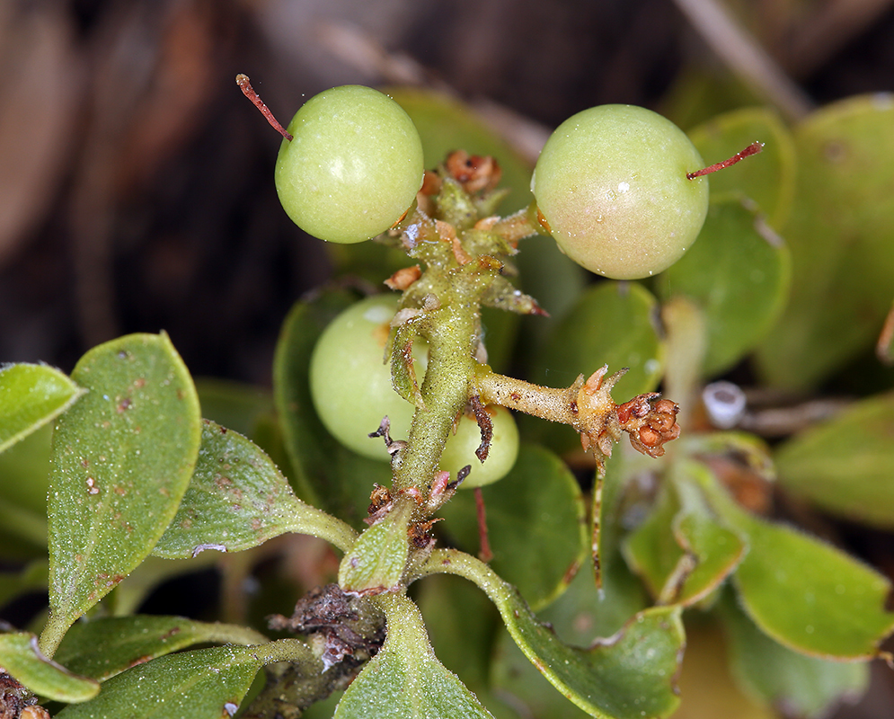 Image of Klamath manzanita