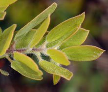 Image of Klamath manzanita