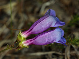 Image of <i>Penstemon parvulus</i>