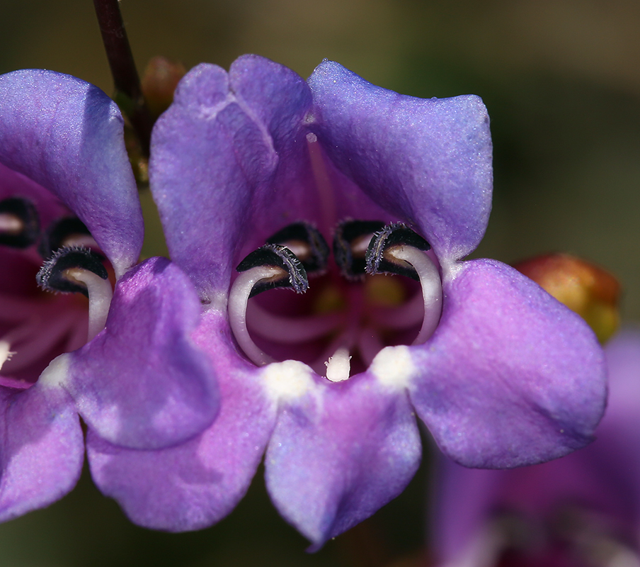 Image of <i>Penstemon parvulus</i>