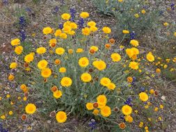 Image of desert marigold