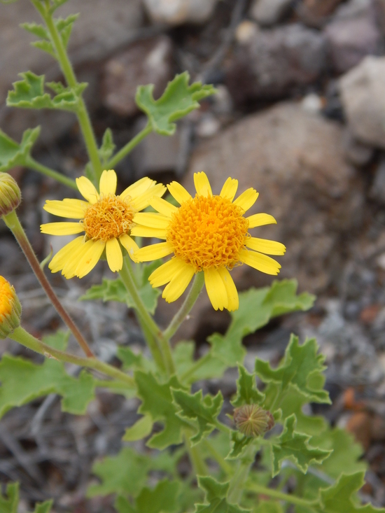 Image of Parry's rockdaisy