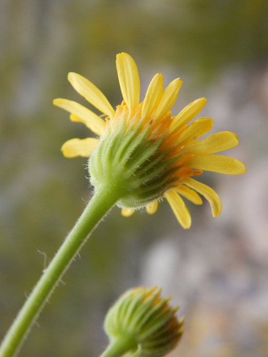 Image of Parry's rockdaisy