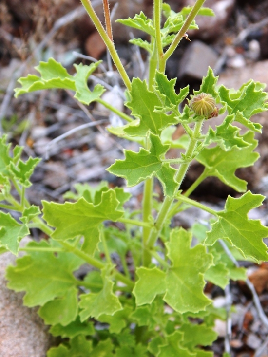 Image of Parry's rockdaisy