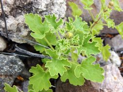 Image of Parry's rockdaisy