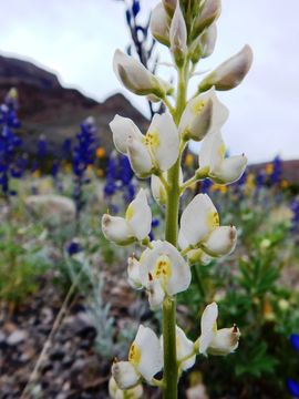 Imagem de Lupinus havardii S. Watson