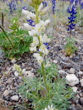 Imagem de Lupinus havardii S. Watson