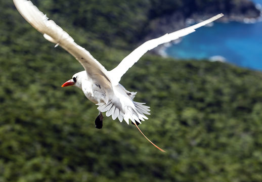 Image of Red-tailed Tropicbird