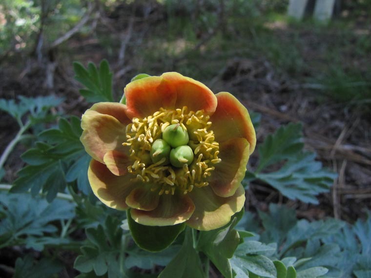 Sivun Paeonia brownii Dougl. kuva