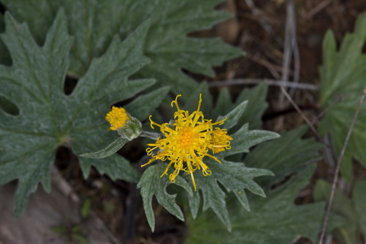 Image de Cacaliopsis nardosmia (A. Gray) A. Gray