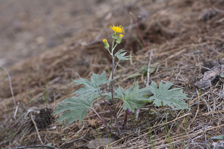 Image de Cacaliopsis nardosmia (A. Gray) A. Gray