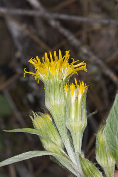 Image de Cacaliopsis nardosmia (A. Gray) A. Gray