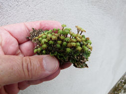 Image of common liverwort