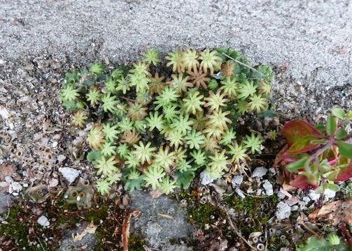 Image of common liverwort