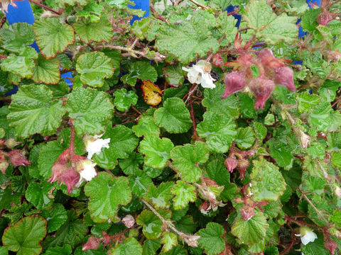 Image of Creeping Bramble