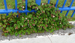 Image of Creeping Bramble