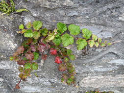 Image of Creeping Bramble