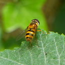 Image of Black-horned Smoothtail