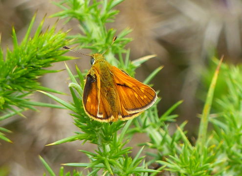 Image of <i>Ochlodes sylvanus</i>