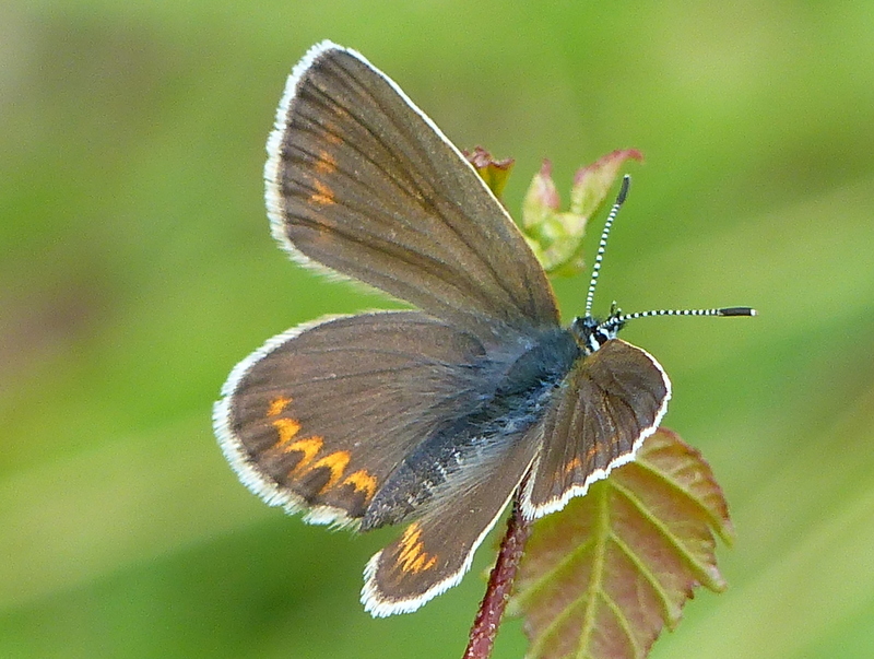 Image of Plebejus argus (Linnaeus 1758)