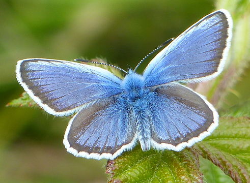 Image of Plebejus argus (Linnaeus 1758)