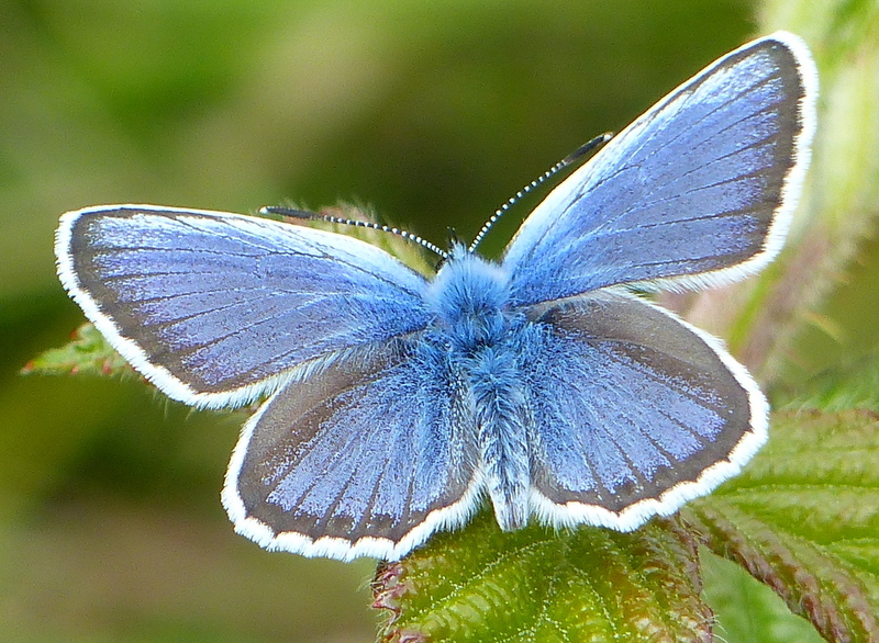 Plancia ëd Plebejus argus (Linnaeus 1758)