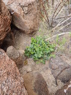 Image of featherleaf desertpeony