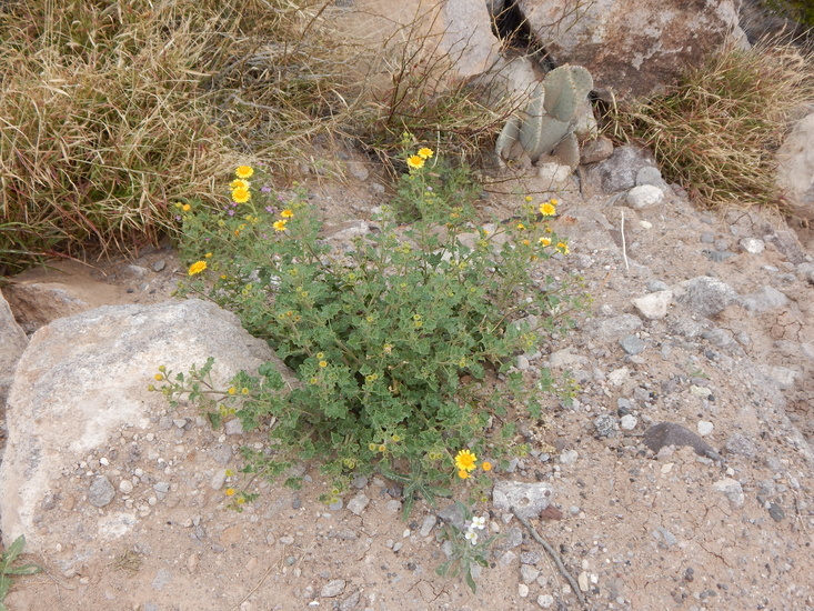 Image of Parry's rockdaisy