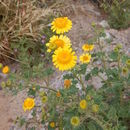 Image of Parry's rockdaisy