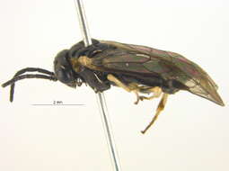 Image of Allantinae