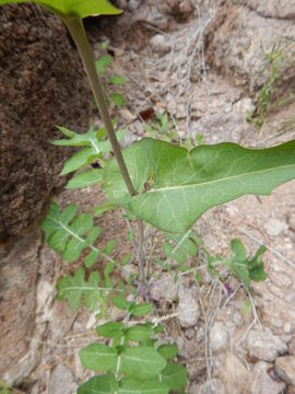 Sivun Streptanthus carinatus C. Wright kuva