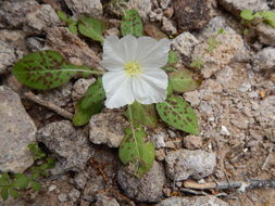 Imagem de Oenothera tetraptera Cav.