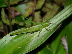 Image of Broad-tipped Conehead