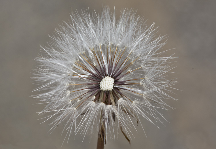 Image of smooth cat's ear