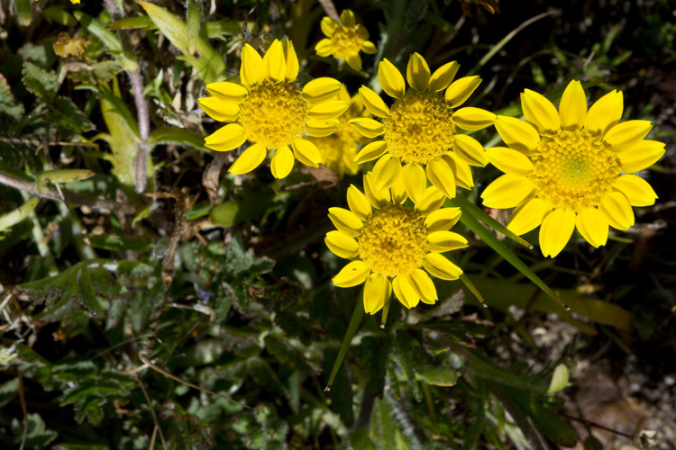 Image of Fremont's goldfields