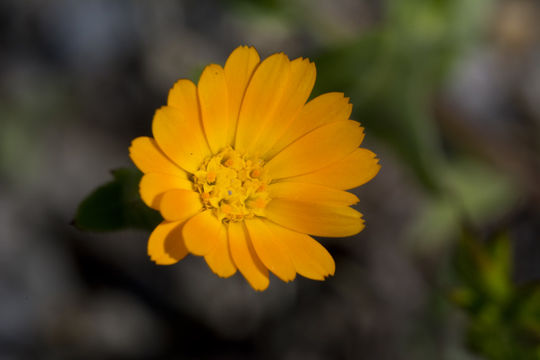 Image of field marigold