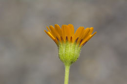 Image of field marigold