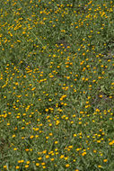 Image of field marigold