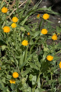 Image of field marigold