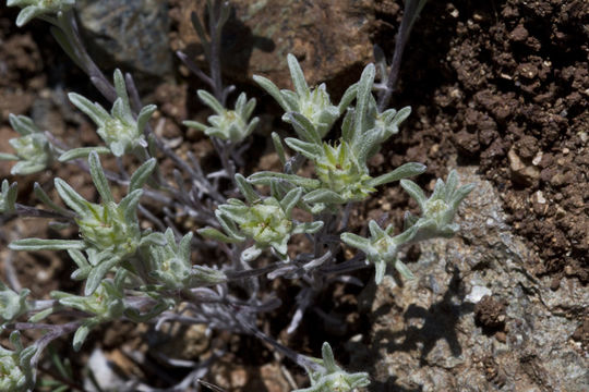 Image of false neststraw