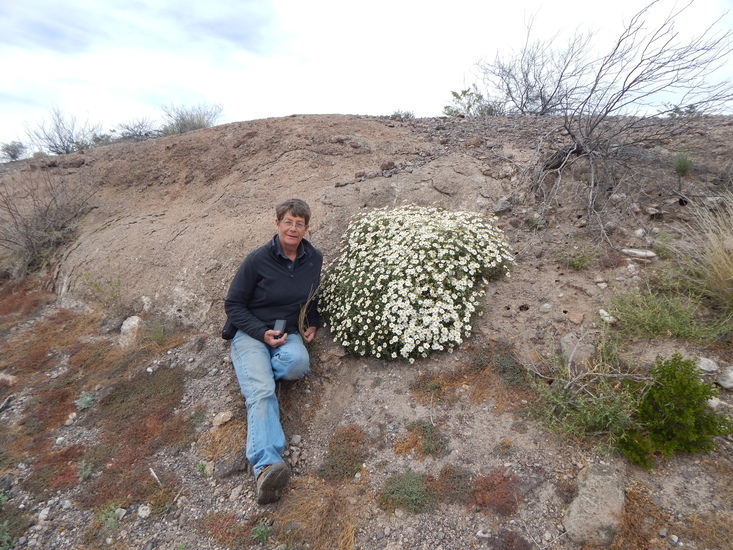 Imagem de Melampodium leucanthum Torr. & A. Gray