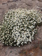 Imagem de Melampodium leucanthum Torr. & A. Gray