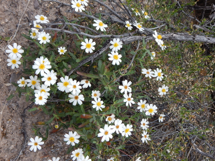 Image of plains blackfoot