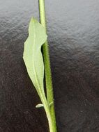 Image of rose bladderpod