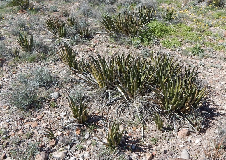 <i>Agave lechuguilla</i> resmi