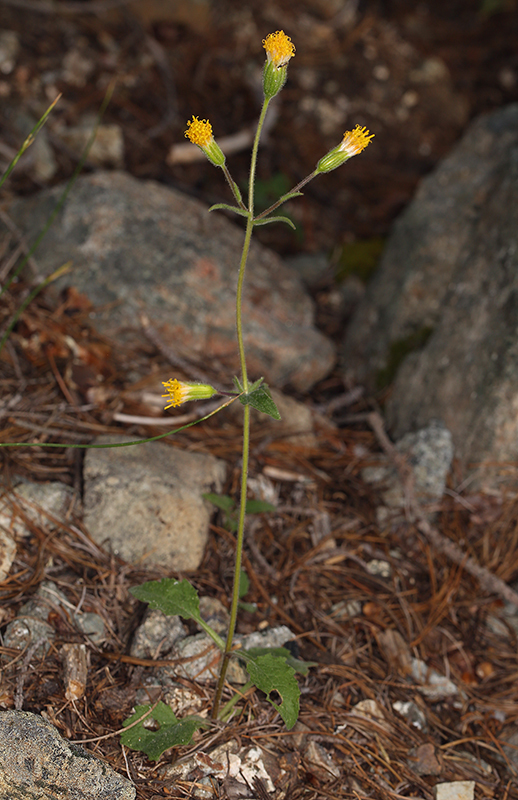 Image of rayless arnica