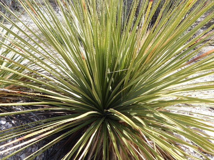 Image of green sotol